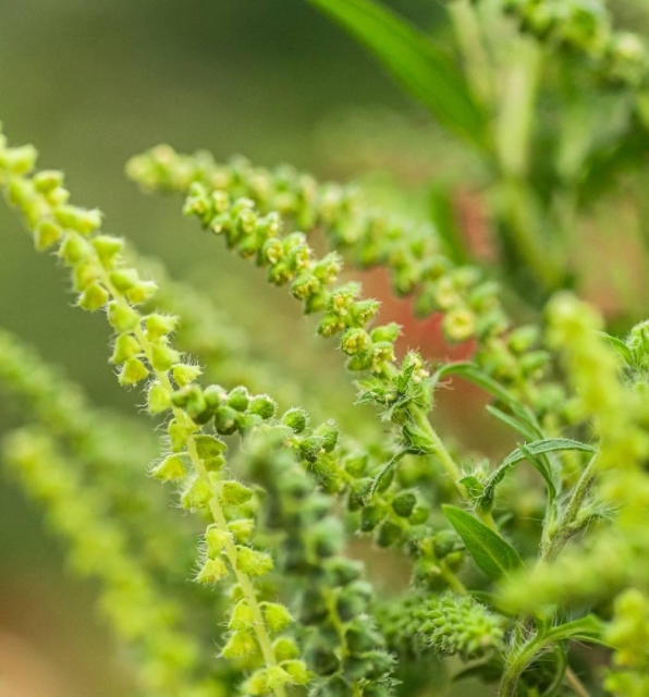 Zeleni klasovi ambrozije, biljke čiji pelud izaziva alergijski rinitis kod velikog broja ljudi.